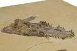 Rare Fossil Caiman (Tsoabichi) Upper Skull with Fish - Wyoming #299741-9